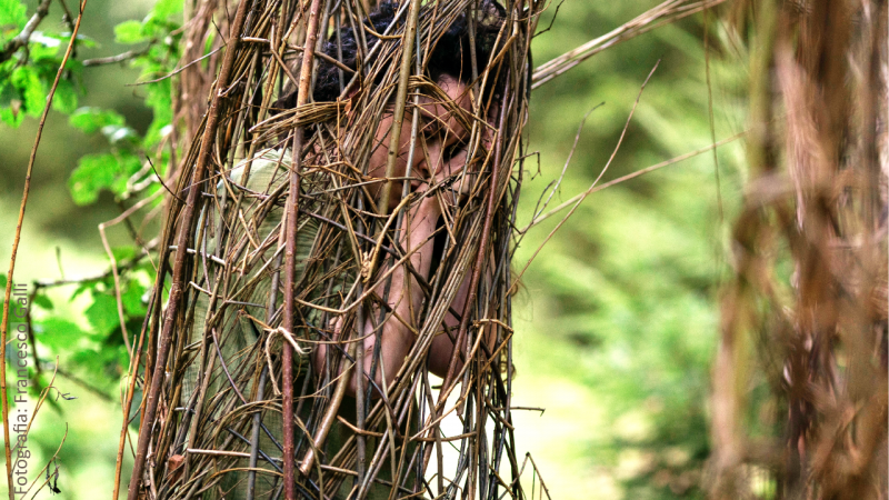 Fotografia de uma pessoa dormindo com as mãos juntas ao rosto, dentro de um casulo formado por galhos de árvores. Ao fundo, imagem turva de folhas verdes de árvores.