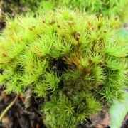 Bartramia sp