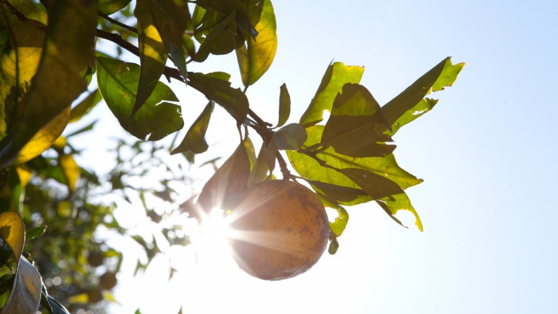 uma laranja ligada à sua árvore. Atrás da planta aparece o reflexo da luz de raios solares que passam por entre as folhas e galhos da árvore.