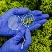 Fotografia colorida em modo close up. Sobre alfaces, mãos com luvas azuis manipulam uma folha da verdura numa placa de Petri com uma pinça.