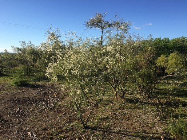 Local de coleta garupá.