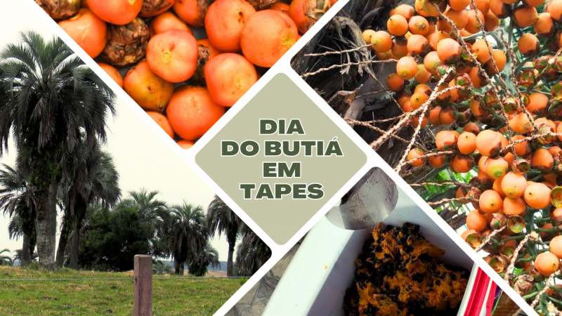 Imagens do butiazeiro e de butiás
