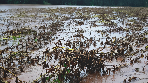 Foto de uma planta&ccedil;&atilde;o de soja alagada pela enchente em maio de 2024 no rio Grande do Sul.